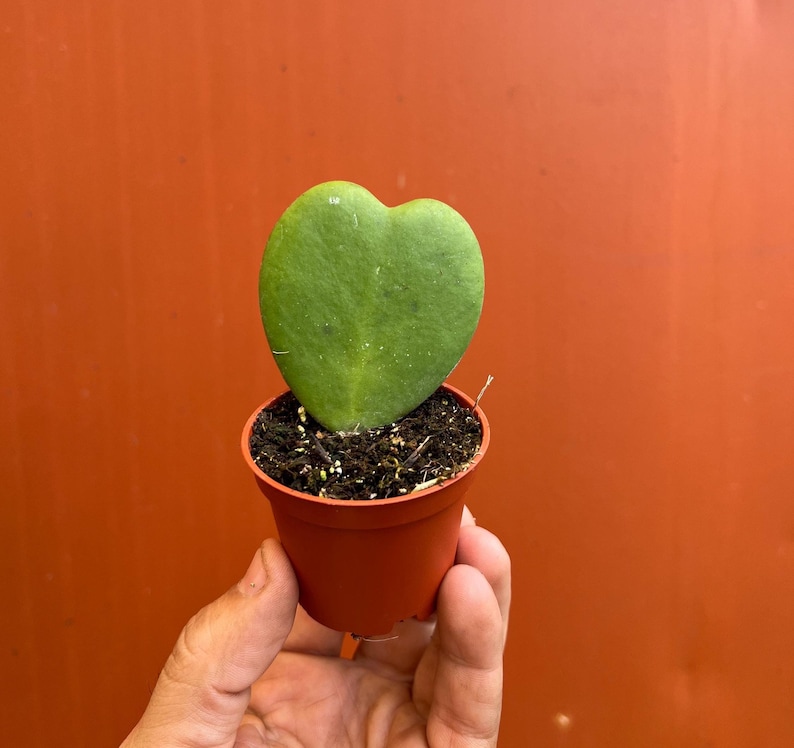 TheOddFrond Hoya Sweetheart Kerrii - Thumbnail 3