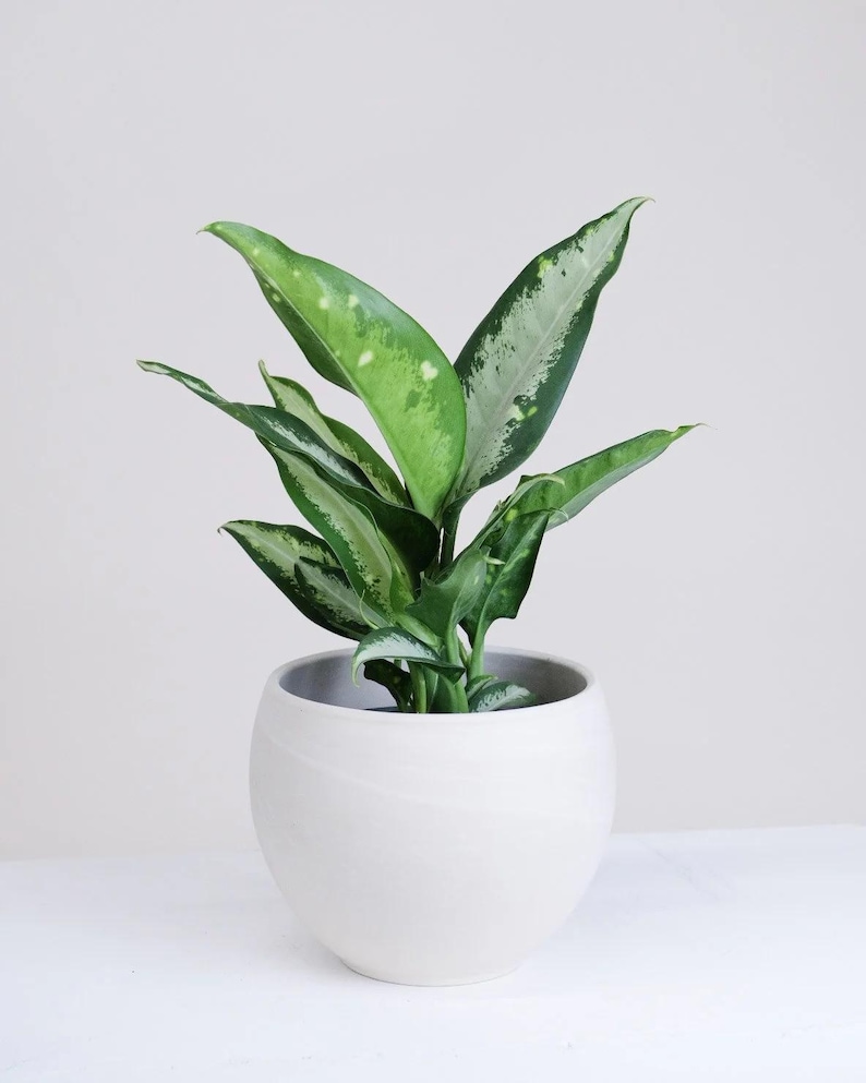 TheOddFrond Dieffenbachia Panther
