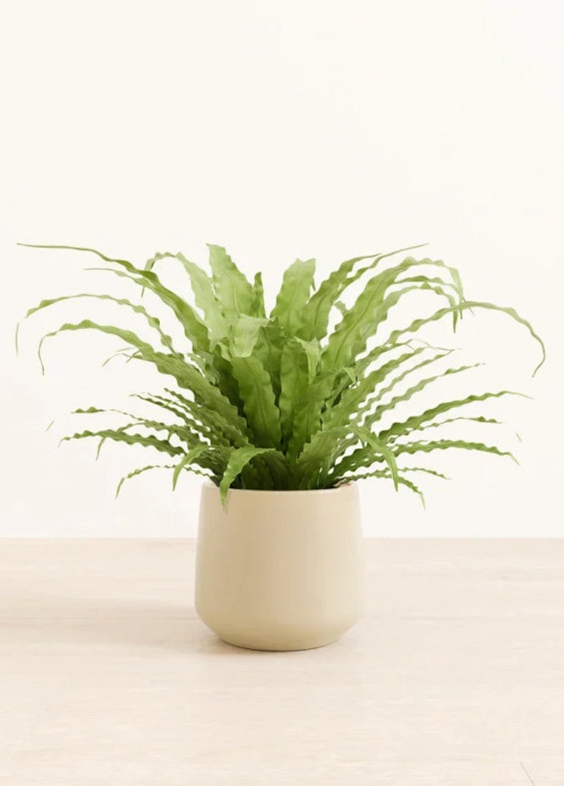 TheOddFrond Bird's Nest Fern - Thumbnail 4