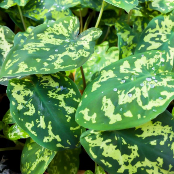 Alocasia Hilo Beauty Elephant Ears Plug | Caladium Praetermissum Indoor & Outdoor Live Tropical House plant | Rooted Easy Care Starter Plant