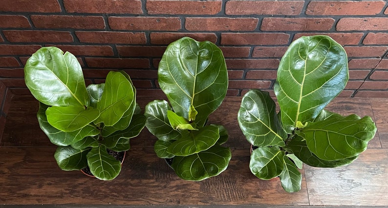 TheOddFrond Ficus Lyrata Fig - Thumbnail 2