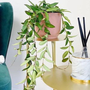 May include: A potted Hoya plant with trailing green leaves in a pink ribbed pot sits on a gold side table. A marble and gold diffuser with black reeds is also on the table. A green velvet chair is in the background.