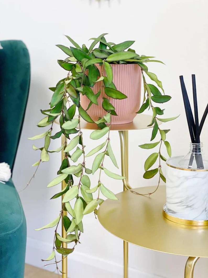 May include: A potted Hoya plant with trailing green leaves in a pink ribbed pot sits on a gold side table. A marble and gold diffuser with black reeds is also on the table. A green velvet chair is in the background.