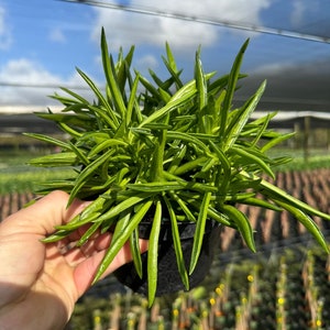 May include: A small green succulent plant with long, thin leaves growing in a black pot. The plant is being held in a hand.
