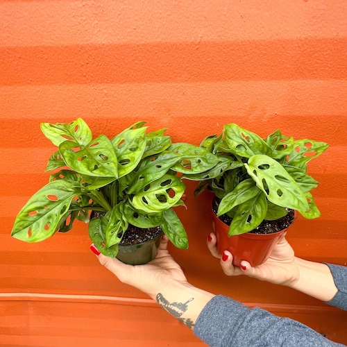 MONSTERA ADANSONII in 4 Inch Pot | Swiss Cheese Plant | Indoor & Outdoor  Live Tropical House Plant | Rooted Easy Care Tree - Etsy