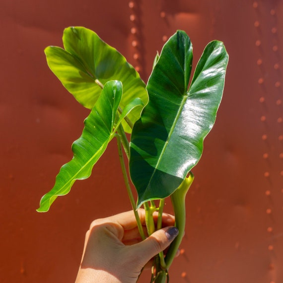silver lady pothos Pothos Silver Splash 4"  SF Plants