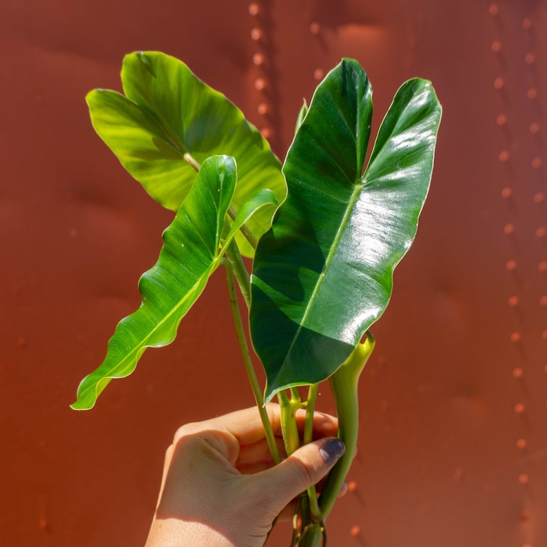 Burle Marx Philodendron Cutting | Air Roots w/ Multiple Nodes | Indoor & Outdoor Live Tropical House plant | Easy Care Starter Plant 