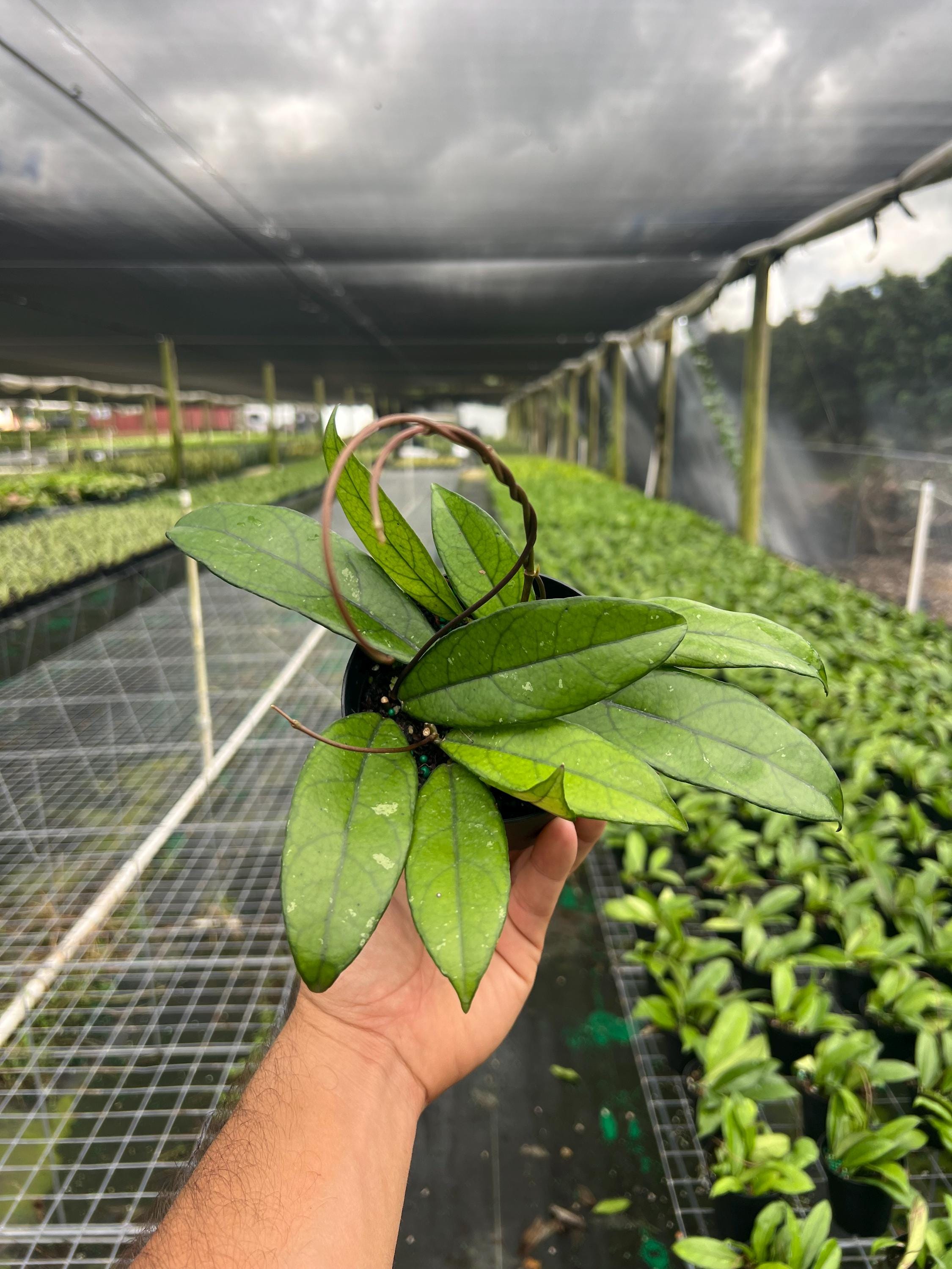 Hoya Crassipetiolata | Wax Vine Plant | Rare Live Indoor & Outdoor