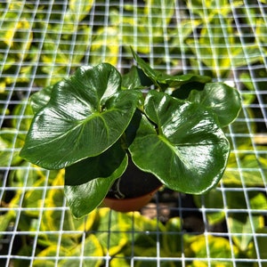 May include: A small potted plant with large, glossy, heart-shaped green leaves. The plant is in a brown pot and sits on a white grid, with a background of green and yellow foliage. The leaves have a prominent veined texture.