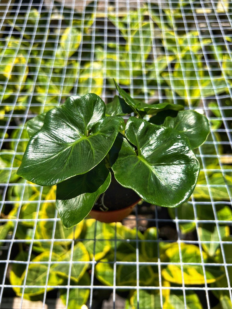 May include: A small potted plant with large, glossy, heart-shaped green leaves. The plant is in a brown pot and sits on a white grid, with a background of green and yellow foliage. The leaves have a prominent veined texture.