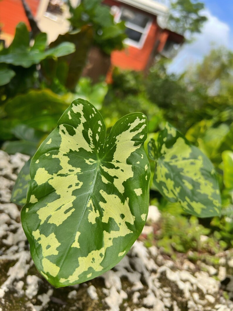 Alocasia Hilo Beauty in 4 or 6 Pot Elephant Ears Plug Etsy