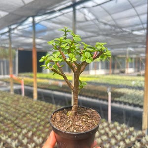 K&ouml;nnte beinhalten: Ein kleiner Geldbaum in einem schwarzen Plastiktopf. Die Pflanze hat leuchtend gr&uuml;ne Bl&auml;tter und einen braunen Stamm. Der Hintergrund zeigt ein Gew&auml;chshaus mit Reihen anderer Pflanzen.
