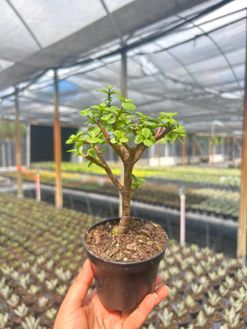 K&ouml;nnte beinhalten: Ein kleiner Geldbaum in einem schwarzen Plastiktopf. Die Pflanze hat leuchtend gr&uuml;ne Bl&auml;tter und einen braunen Stamm. Der Hintergrund zeigt ein Gew&auml;chshaus mit Reihen anderer Pflanzen.