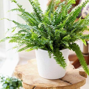 Op de afbeelding: Een groene varenplant in een witte keramische pot met een textuurpatroon. De pot staat op een houten tafel.