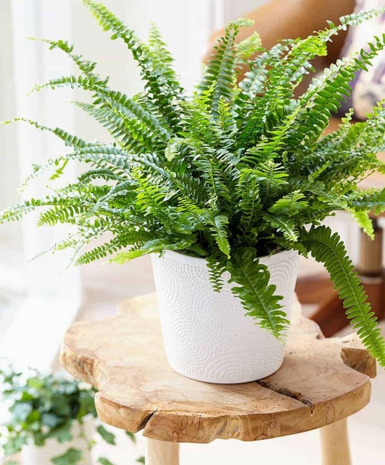 Op de afbeelding: Een groene varenplant in een witte keramische pot met een textuurpatroon. De pot staat op een houten tafel.