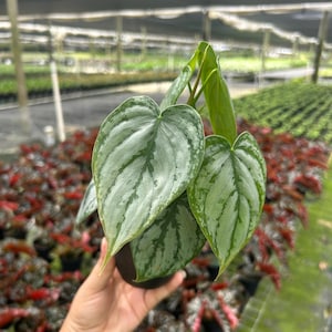 Philodendron Brandtianum Silver Shield | Live Tropical Houseplant with Vines | Indoor Air Purifying | Easy Care Well Rooted in 6” Pot