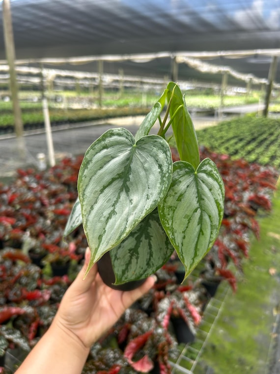 Philodendron Brandtianum Silver Shield | Live Tropical Houseplant With  Vines | Indoor Air Purifying | Easy Care Well Rooted in 6 Pot - Etsy
