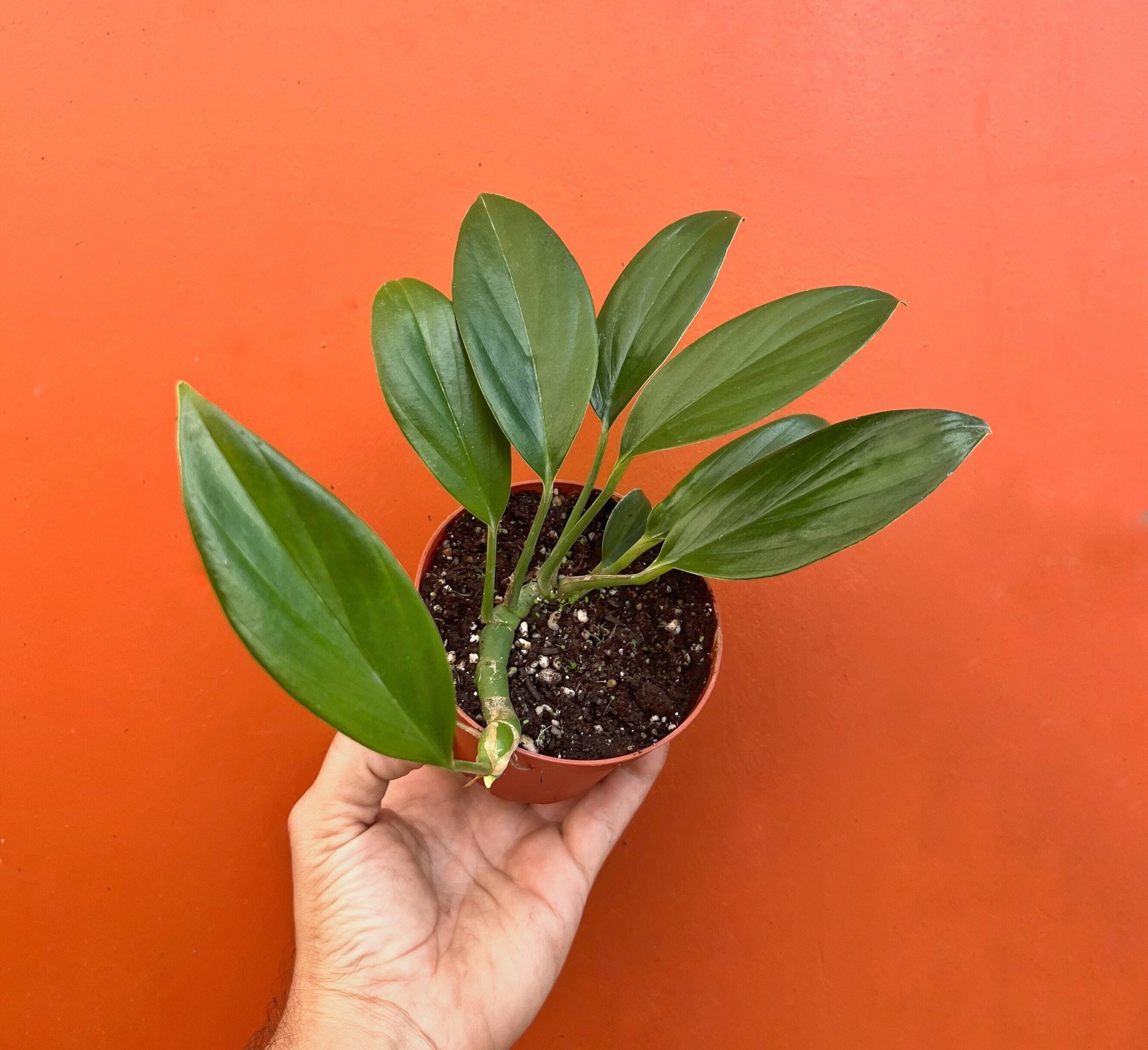 Dragon Tail Rhaphidophora in 4 or 6 inch Pot | Indoor & Outdoor Live Tropical House plant | Rooted Easy Care Plant