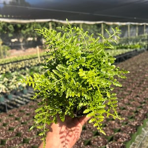 May include: A vibrant green fern plant in a black pot, held in a person's hand. The fern has delicate, feathery leaves and is illuminated by sunlight. The background shows a greenhouse setting with rows of plants.