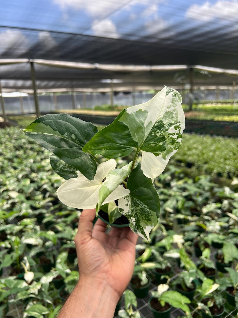 TheOddFrond Syngonium Albo Plant - Thumbnail 5