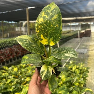 May include: A potted houseplant with large, variegated leaves. The leaves are a mix of green and yellow, with a speckled pattern. The plant is held in a black pot, with other plants in the background.
