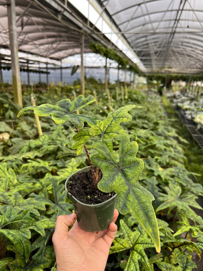 Alocasia Jacklyn Elephant Ears in 4” and  6" inch Pot | Indoor & Outdoor Live Tropical House plant | Rooted Easy Care Starter Plant