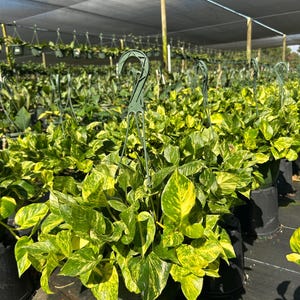 Hawaiian Pothos in 4", 6”, 8" HB | Live Devils Ivy Vine | Well Rooted | Easy Indoor Plant | House Plant | Air Purifying Plant image 14