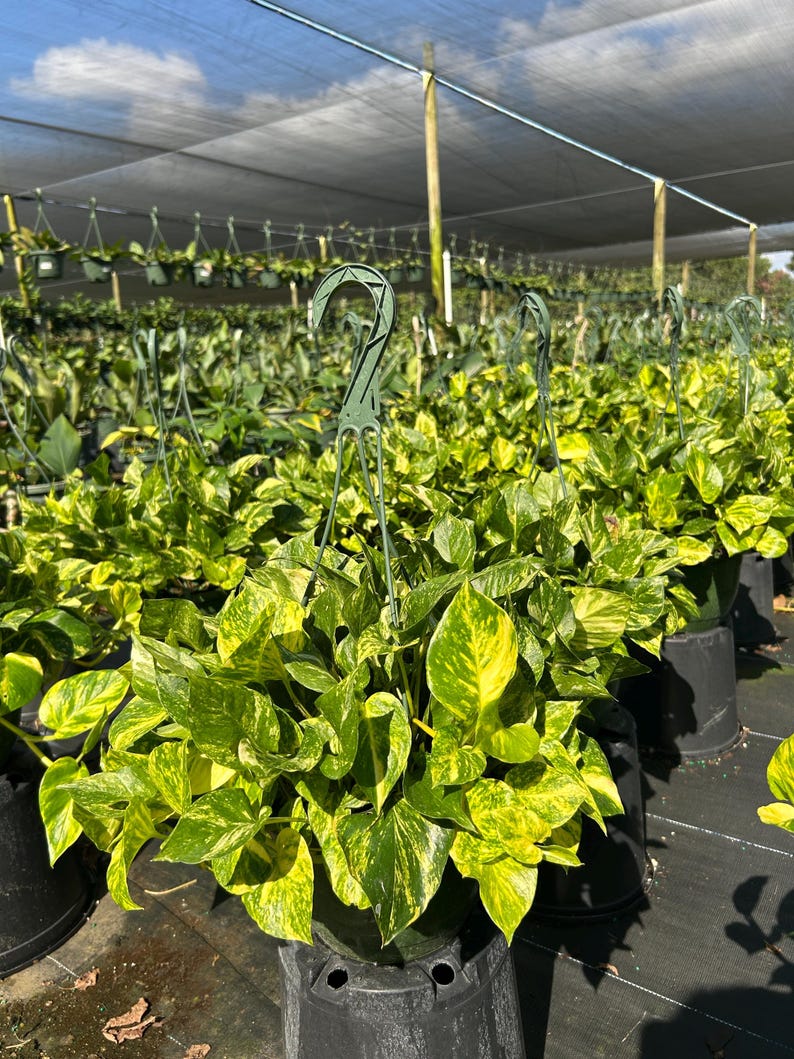 Hawaiian Pothos in 4", 6”, 8" HB | Live Devils Ivy Vine | Well Rooted | Easy Indoor Plant | House Plant | Air Purifying Plant image 14