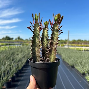 May include: A potted Euphorbia trigona plant, also known as a cactus, with green and maroon stems and small green leaves. The plant is in a black plastic pot. The background shows a bright blue sky and rows of plants.