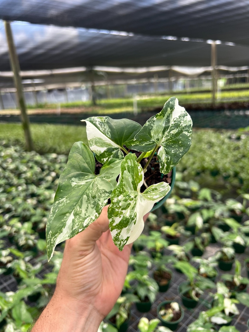 TheOddFrond Syngonium Albo Plant - Thumbnail 4