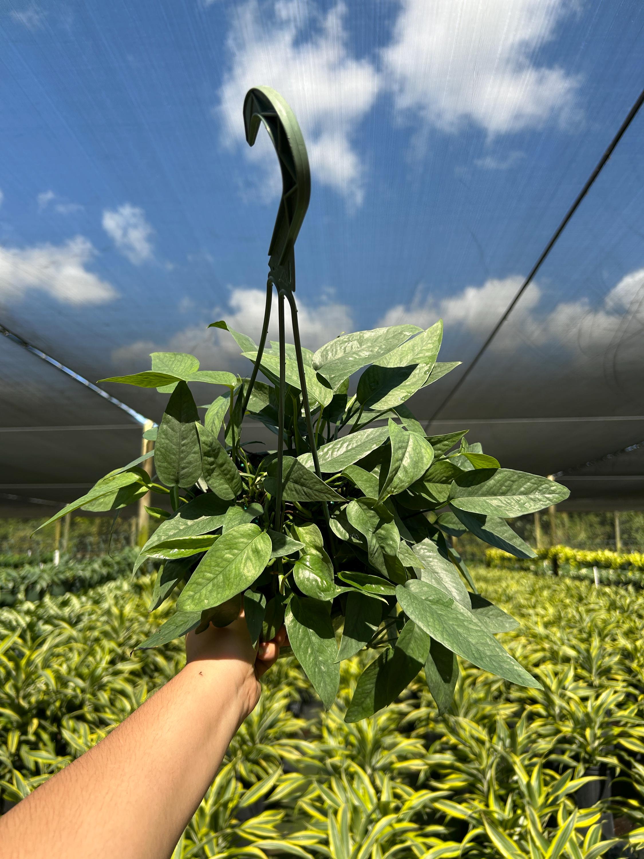 golden pothos indoor plant Golden Pothos Totem in 10-in Decor Pot, Air Purifier Houseplant
