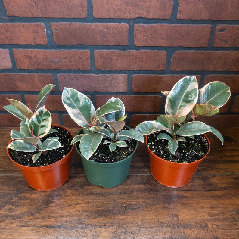 TheOddFrond Tineke Rubber Tree Plant - Thumbnail 3