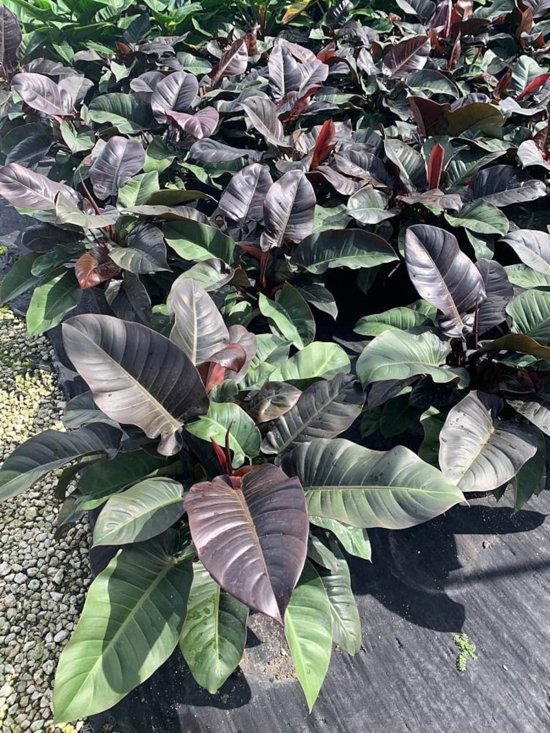 Philodendron Black Cardinal | Indoor & Outdoor Live Tropical Houseplant |  Rooted Easy Care Plant in 6" or 10" Pot - Etsy