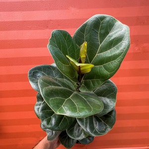 FICUS LYRATA Dwarf Fiddle Leaf Fig with 6 Pot Little Sunshine Bambino LIVE Indoor & Outdoor Tropical Houseplant Easy Care Starter Tree image 9