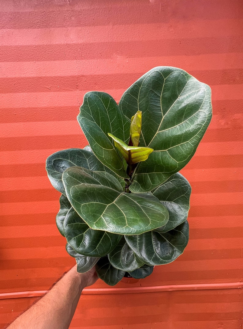 FICUS LYRATA Dwarf Fiddle Leaf Fig with 6 Pot Little Sunshine Bambino LIVE Indoor & Outdoor Tropical Houseplant Easy Care Starter Tree image 9