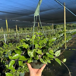 Op de afbeelding: Een groene hangplant met donkergroene bladeren in een zwarte plastic pot. De plant hangt aan een groene plastic haak.