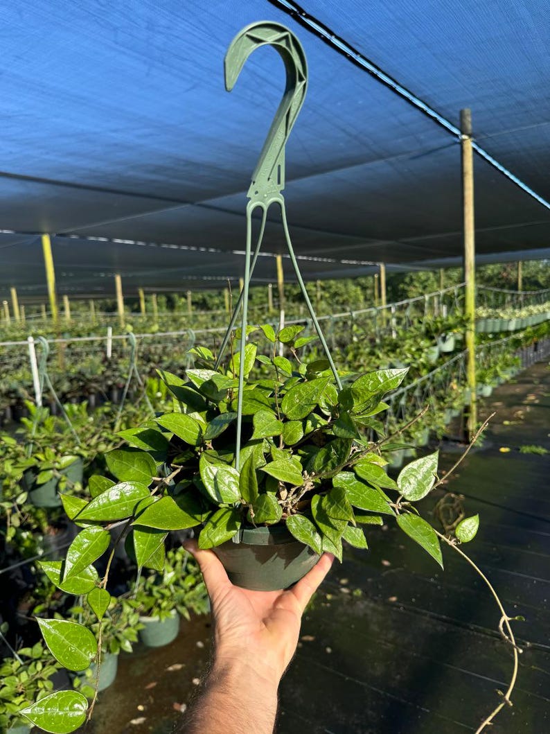 Op de afbeelding: Een groene hangplant met donkergroene bladeren in een zwarte plastic pot. De plant hangt aan een groene plastic haak.