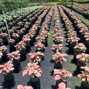 May include: Rows of pink and green leafy plants in black pots, growing in a greenhouse setting.