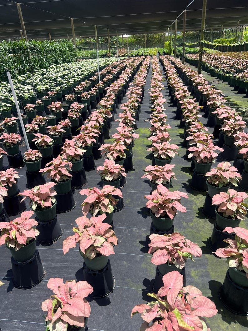 May include: Rows of pink and green leafy plants in black pots, growing in a greenhouse setting.