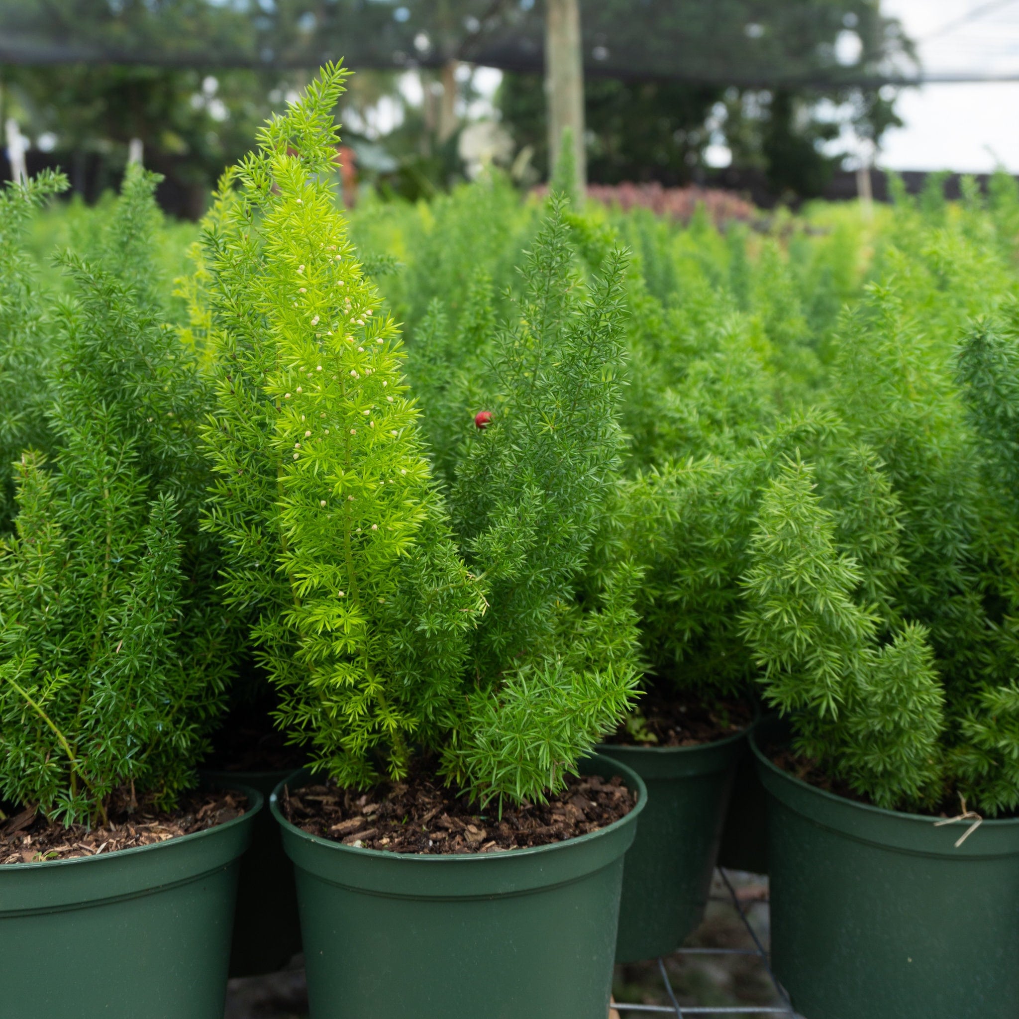 Asparagus Foxtail Fern Plant in 10 in. (3 Gal.) Grower Pot –  OnlinePlantCenter