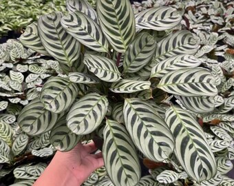 Calathea Burle Marxii | Fishbone Prayer Plant | Live Easy Care Tropical  Houseplant | Indoor Home & Office Decor in Pots and Hanging Basket - Etsy