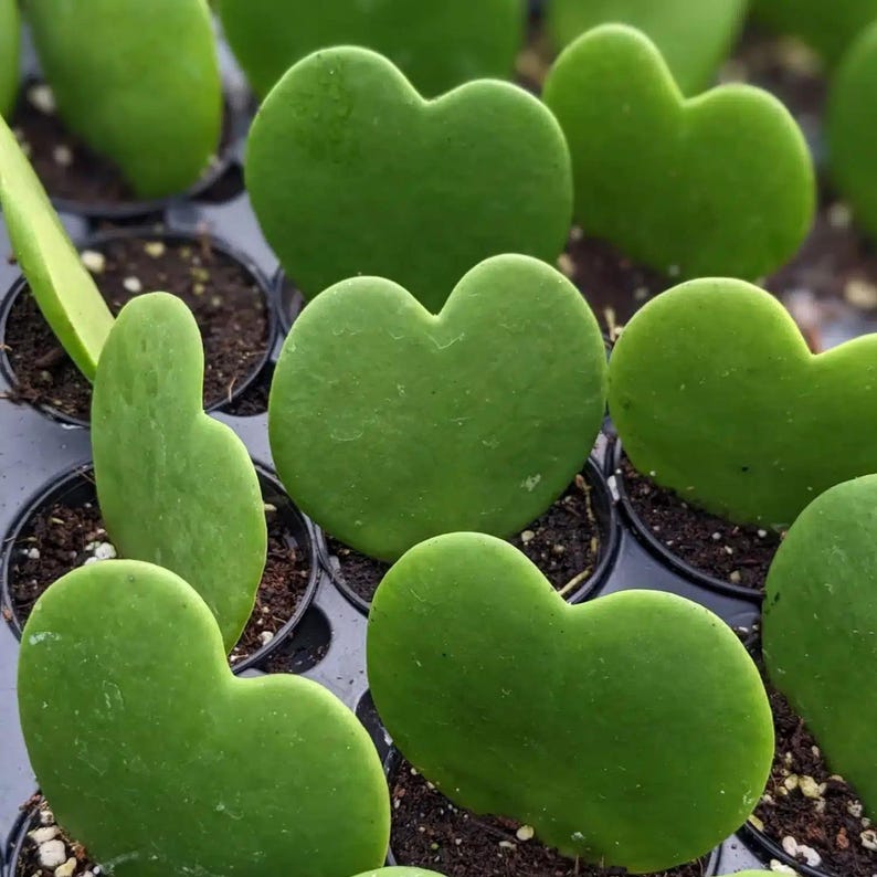 TheOddFrond Hoya Sweetheart Kerrii - Thumbnail 2