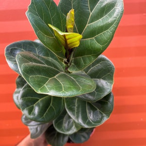 FICUS LYRATA Dwarf Fiddle Leaf Fig with 6 Pot Little Sunshine Bambino LIVE Indoor & Outdoor Tropical Houseplant Easy Care Starter Tree image 2
