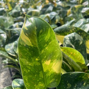 May include: Close-up of a vibrant green and yellow variegated leaf. The leaf has a glossy texture with irregular patterns of yellow and lighter green, creating a speckled appearance. The background shows other similar leaves, suggesting a plant nursery setting.