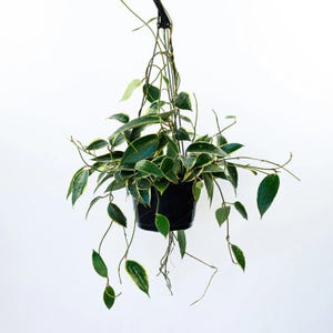 May include: A variegated houseplant with green and yellow leaves growing in a black hanging pot.