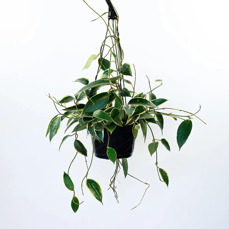 May include: A variegated houseplant with green and yellow leaves growing in a black hanging pot.