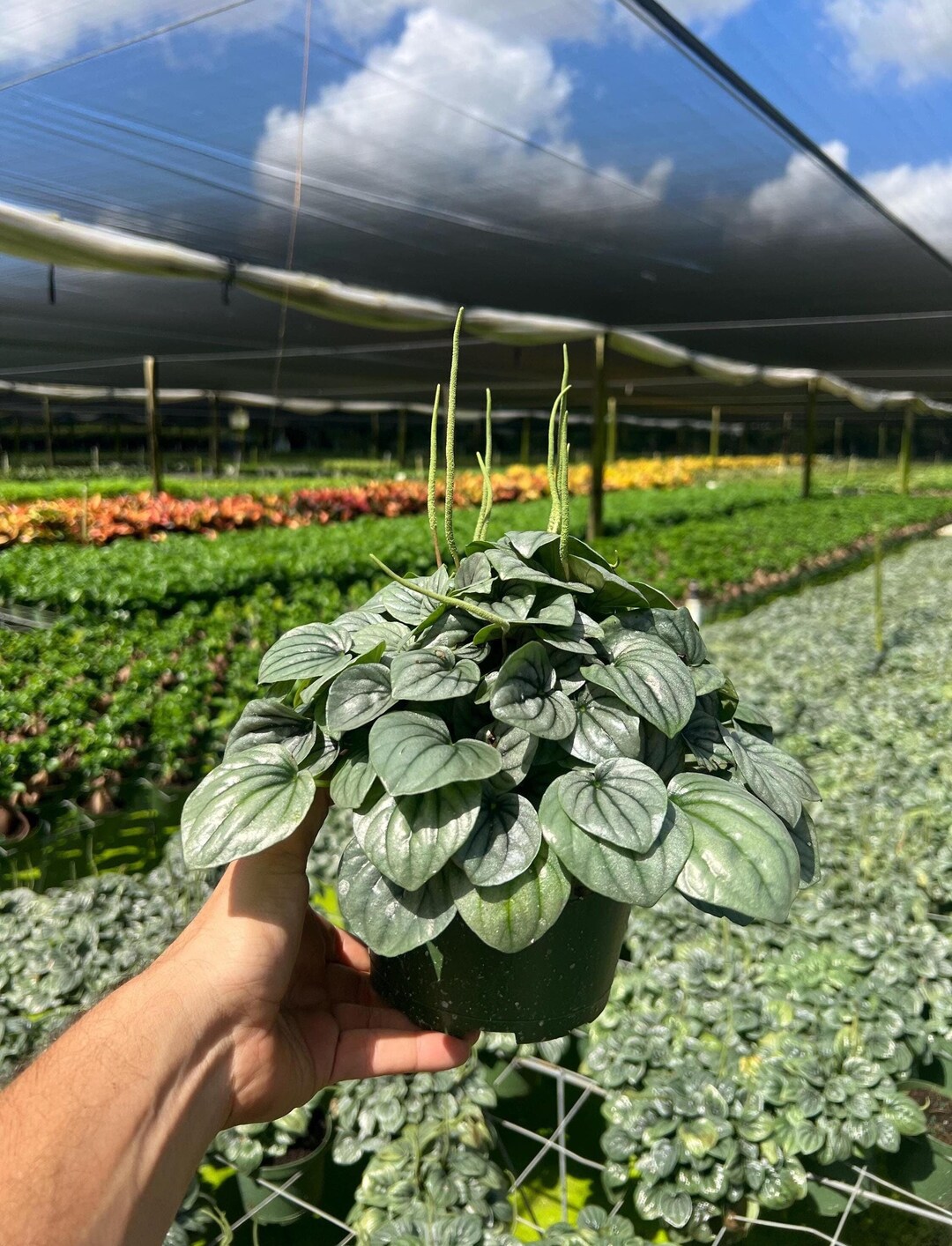 Peperomia Frost Radiator Plant | Live Tropical Houseplant | Outdoor and ...