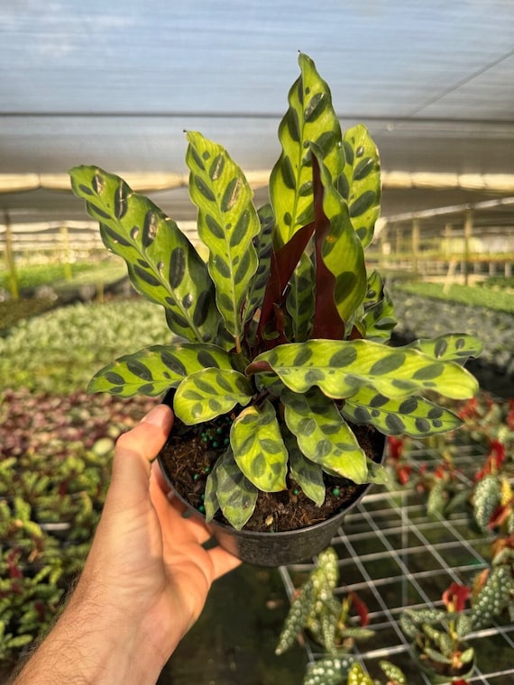 Calathea Rattlesnake | Lancifolia Prayer Plant | Live Tropical Houseplant |  Indoor Home & Office Decor Easy Care Rooted in 4" or 6" Inch Pot - Etsy