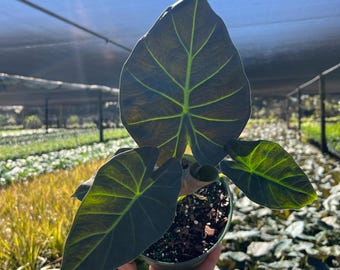 Alocasia Regal Shield Albo Variegated Tissue Culture (1 Item/bag