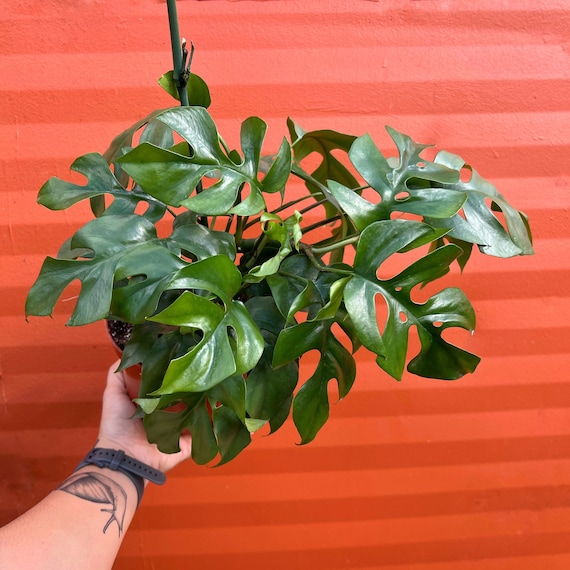 philodendron scandens 'micans' Philodendron Scandens Micans Variegata Pink/Albo - Rare Plant - Beautiful  Plant main image 0